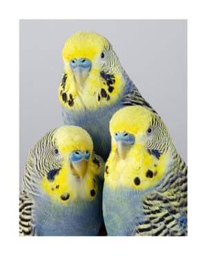 The Tweets, a trio of budgerigars, Canberra, Australia, 2018
