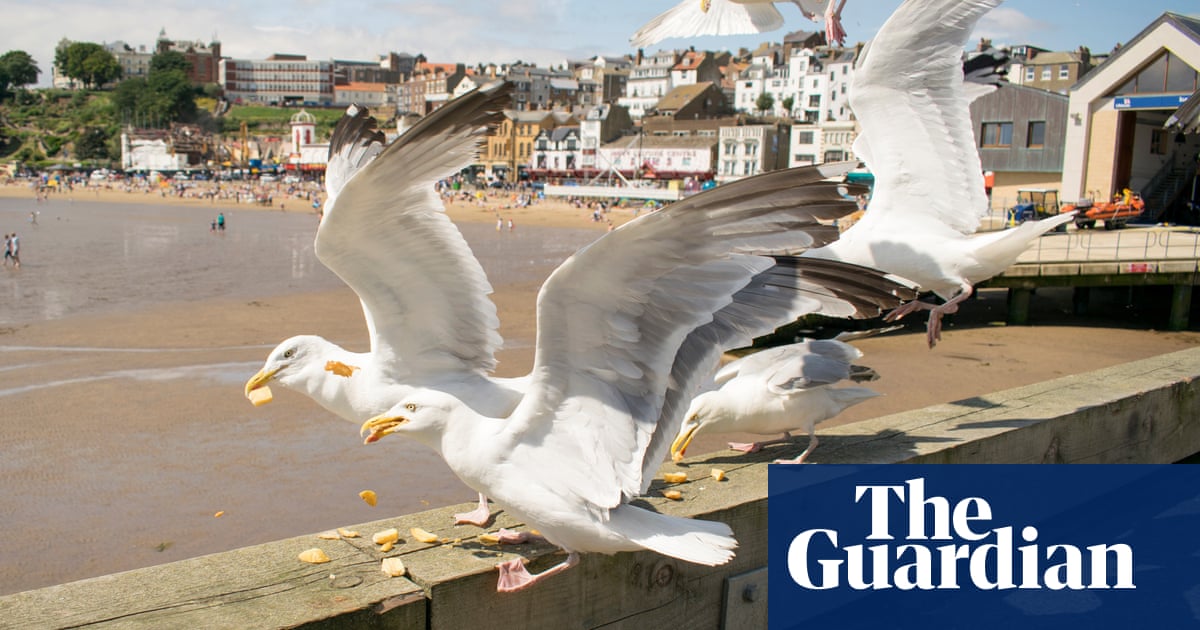 Beware Hungry Seagulls During Lockdown Yorkshire Residents Told