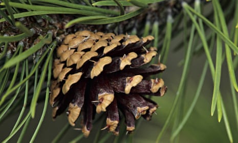 pine cone lawsuit