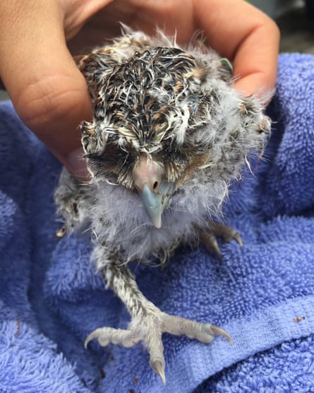 A hand holding a nestling owl with bedraggled feathers
