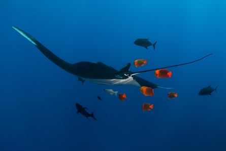 A huge ray swimming with small red fish