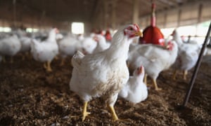 Chickens gather around a feeder at a farm on August 9, 2014 in Osage, Iowa