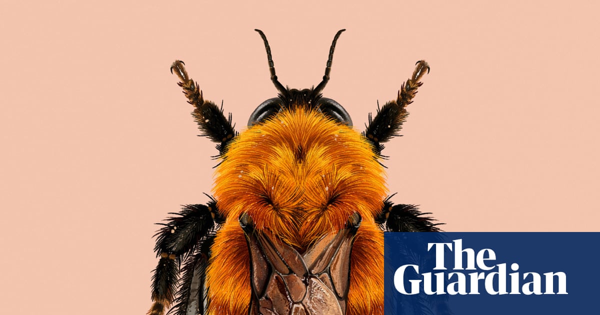 ‘Panda of the insect world’: the moscardón bumblebee creates buzz for invertebrate of the year