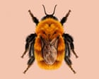 ‘Panda of the insect world’: the moscardón bumblebee creates buzz for invertebrate of the year