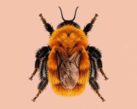 The moscardón bumblebee.