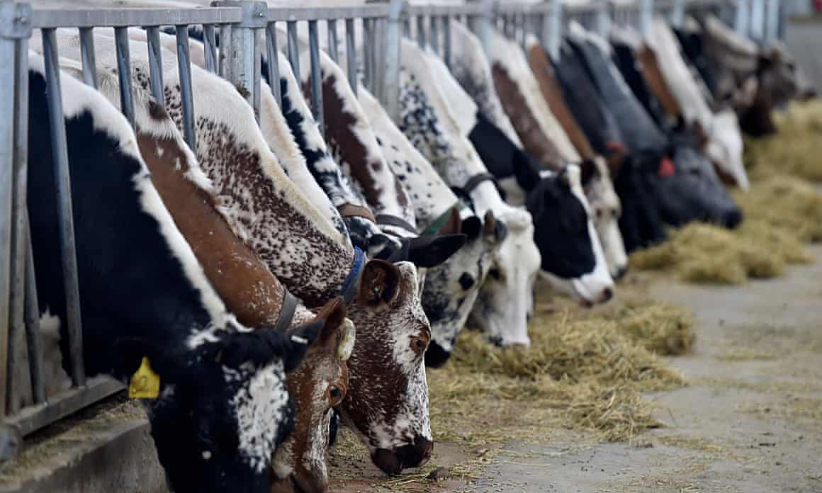 A mixture of different cow breeds push their heads through gates to feed on hay