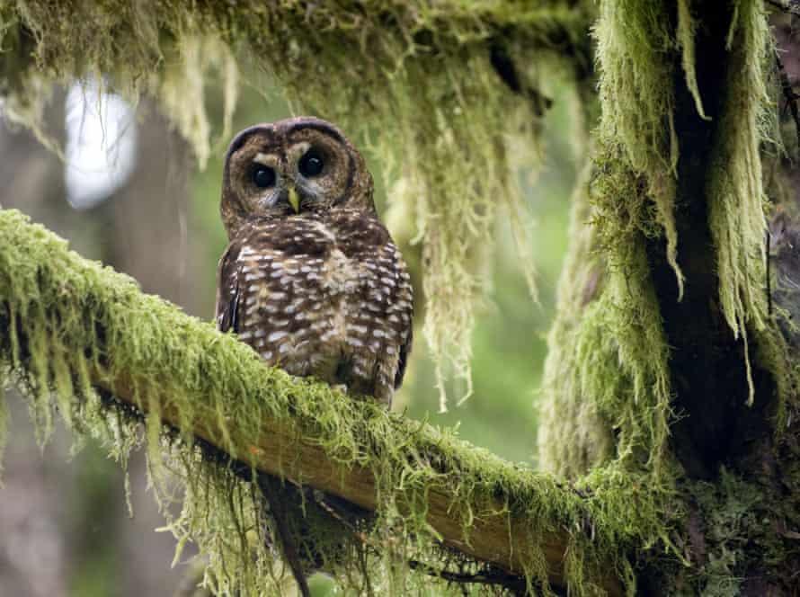 How Canada Is Trying To Protect Its Last Three Spotted Owls Environment The Guardian How Canada Is Trying To Protect Its Last Three Spotted Owls Environment The Guardian