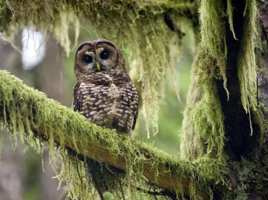 The northern spotted owl’s territory stretches from old growth forests in southern British Columbia, through Washington, Oregon and into northern California.