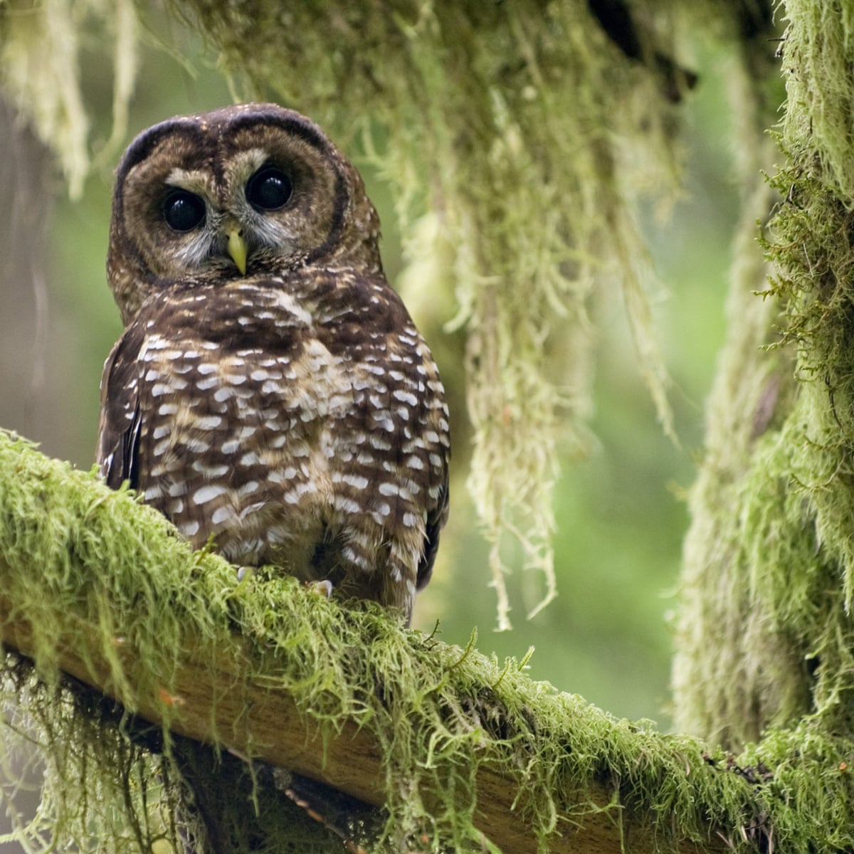 Comment le Canada tente de protéger ses trois dernières chouettes tachetées | Environnement | The Guardian