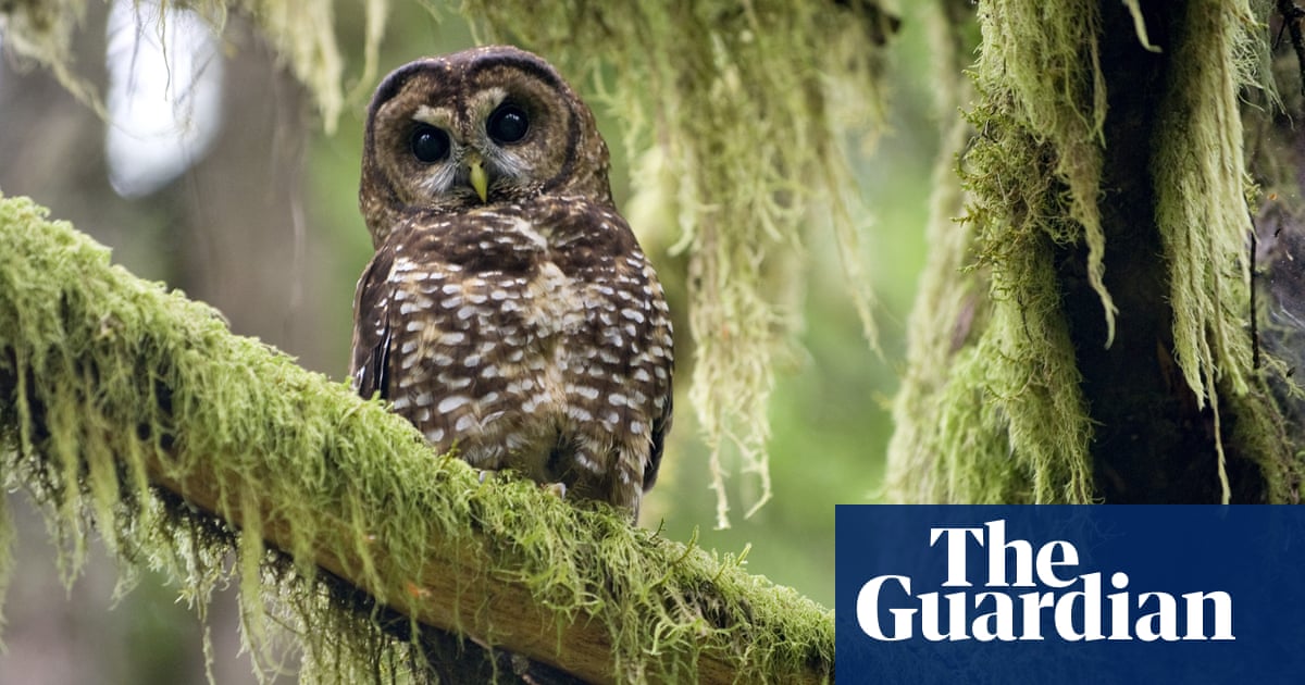How Canada is trying to protect its last three spotted owls