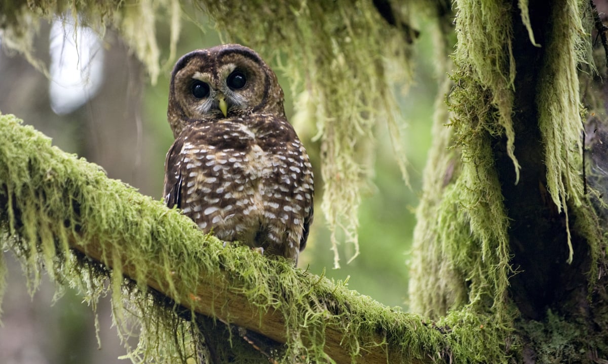 How Canada is trying to protect its last three spotted owls ...