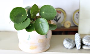 Feliz plantas del hogar: cómo ayudar a prosperar 4 Pilea peperomiodes