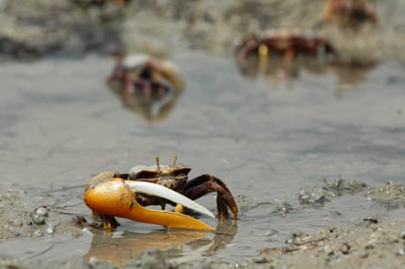 A fiddler crabs on the park’s extensive mudflats. They are a key source of food for birds such as terns and herons.