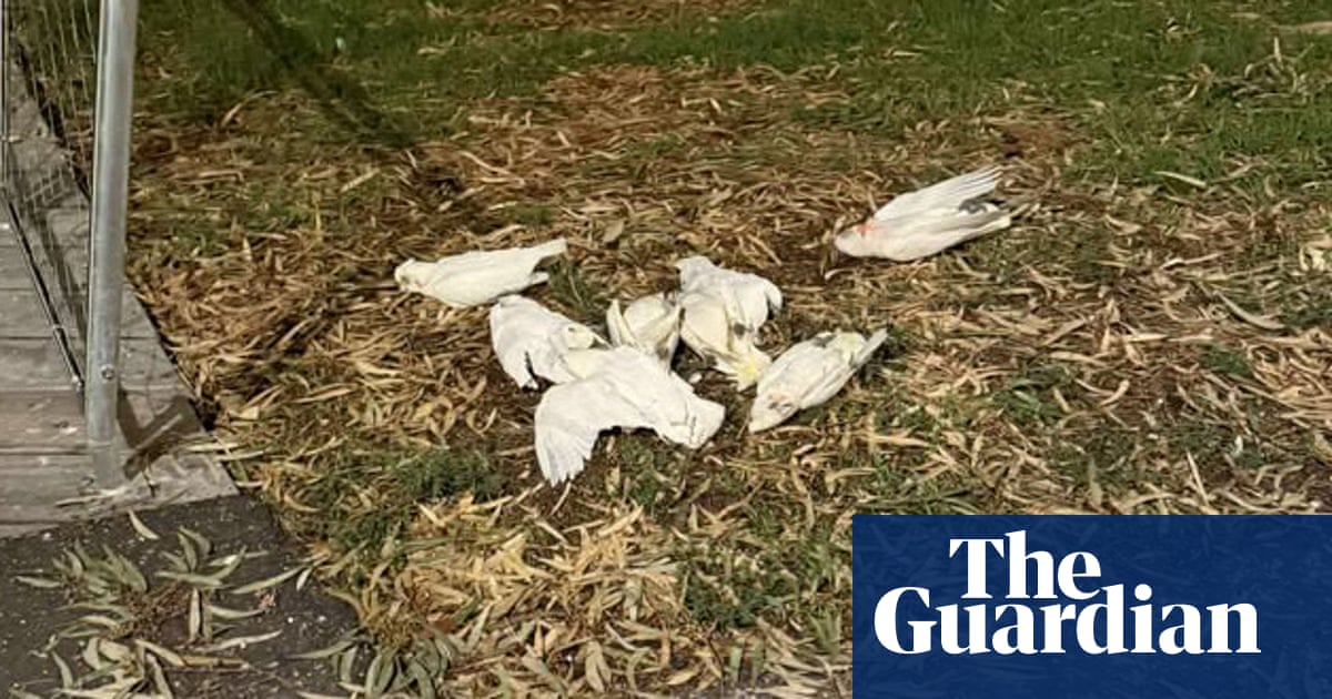 Hundreds of little corellas killed in suspected poisoning attack in regional Victorian city | Victoria Hundreds of little corellas killed in suspected poisoning attack in regional Victorian city | Victoria