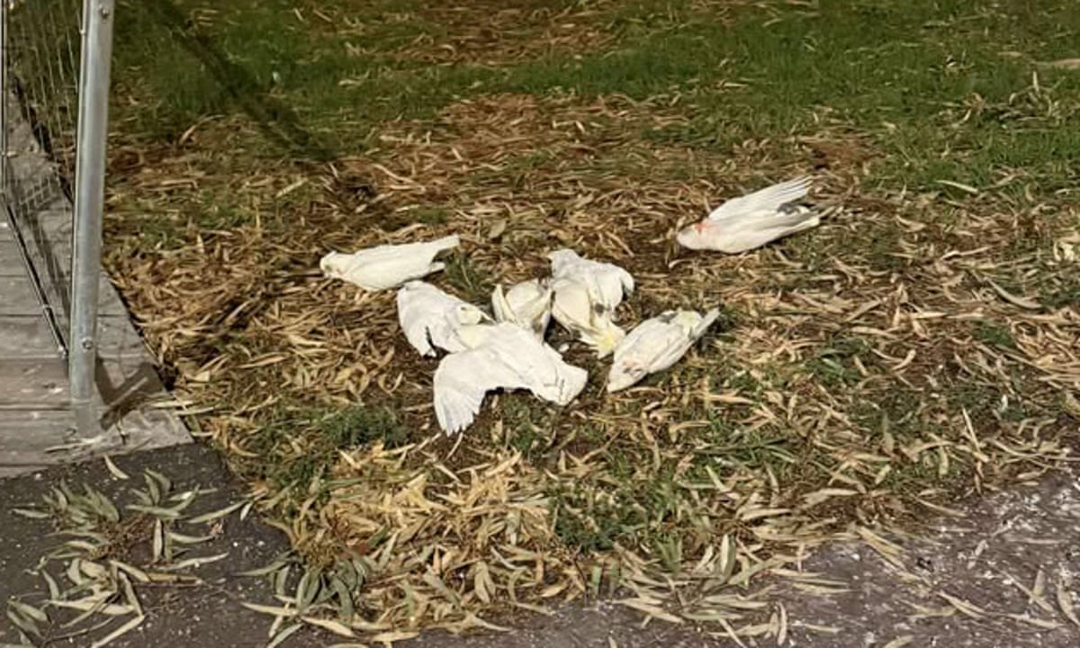 二次元無修正ペド露出 Untitled