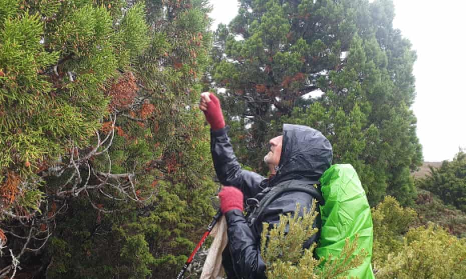 James Wood collects cones from a pencil pine in Tasmania