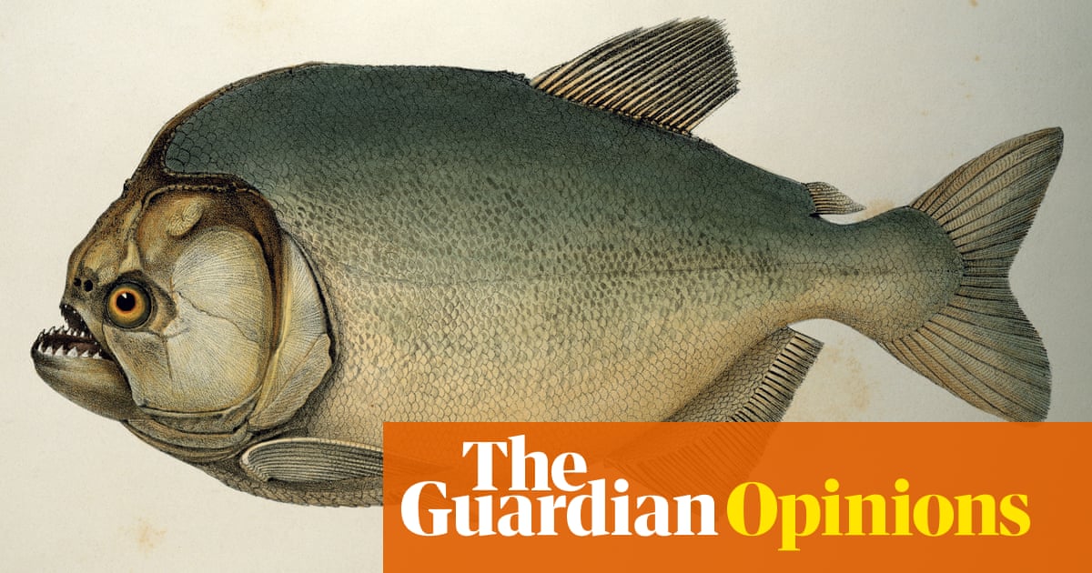 A piranha: it is boiling the water you’re swimming in and taking bites out of you | Helen Sullivan
