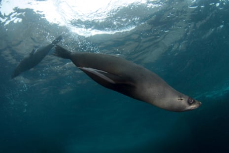 Fur seals underwater