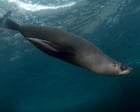 Australia news live: Dead fur seal the first mainland mammal victim of H5 bird flu; Liberals plan radical redesign of Victorian appeals court