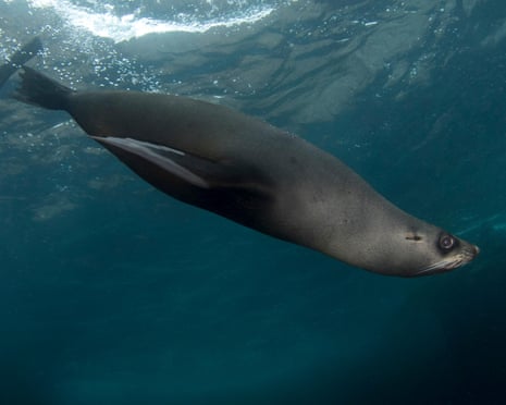 A New Zealand fur seal.