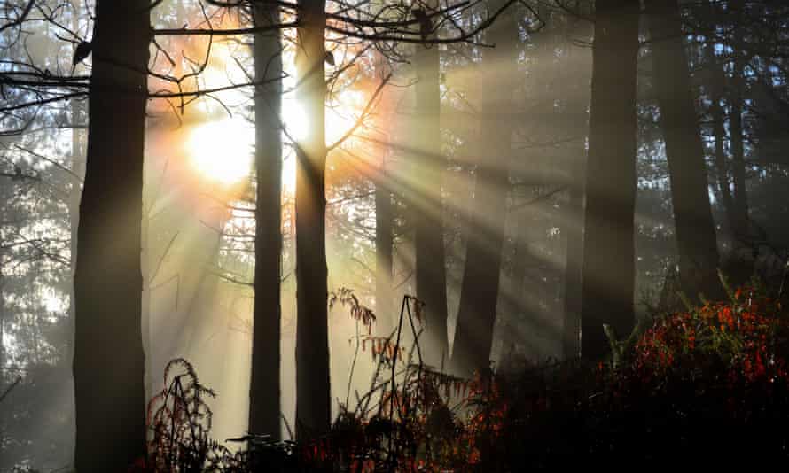 Los arqueólogos han desenterrado previamente monedas antiguas en el bosque de Krato.