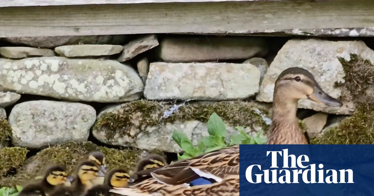 Catatan harian negara: Mallard, burung hantu dan woodcock berkembang biak di kebun kami