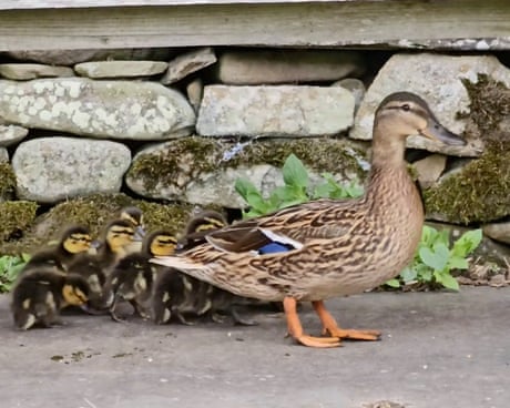 Country diary: Nesting mallard, owl and woodcock in our garden – this is the ‘human shield’ effect | Susie White