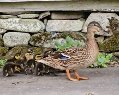 Female mallard and ducklings shortly before Susie scooped the latter into a bucket