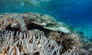 Coral bleaching in the Maldives.
