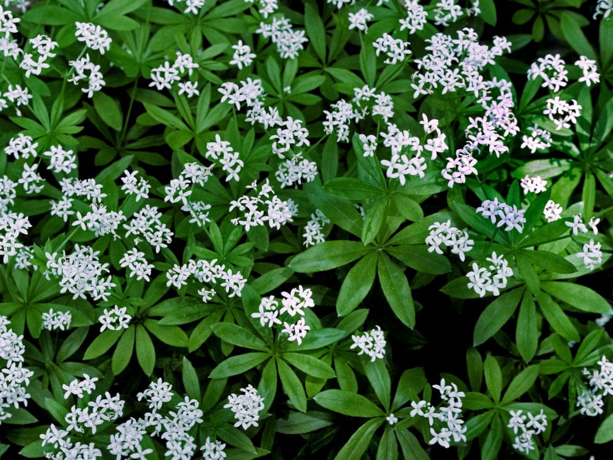 Plant of the week sweet woodruff   Gardens   The Guardian