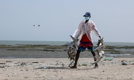 Collecting birds killed by avian flu in the Gambia. The outbreak could affect birds from Africa to Europe and the UK.