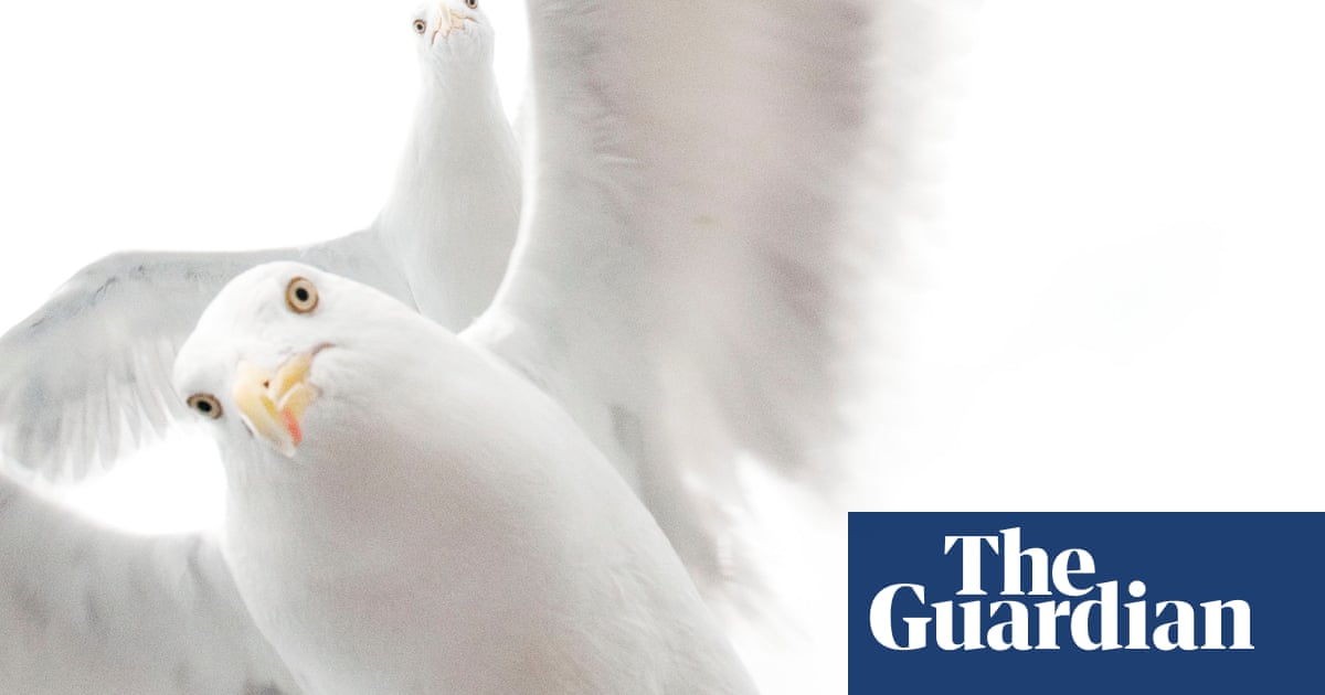 Wildlife Photographer of the Year 2017 – the winners | Environment