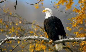 Bald eagles, grizzly bears and alligators have been brought back from the brink of extinction thanks to the Endangered Species Act. 