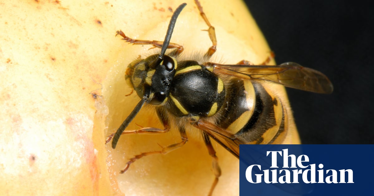 Why Climate Change Is Good News For Wasps Environment The Guardian