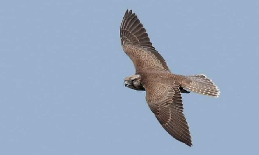 A young saker falcon bred on the wing