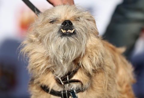 An ugly dog with distended teeth.
