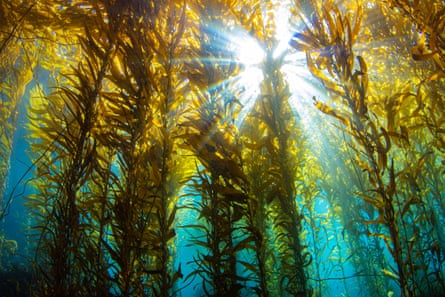 Looking upward through golden kelp towers at the sun breaking on the surface of the ocean.