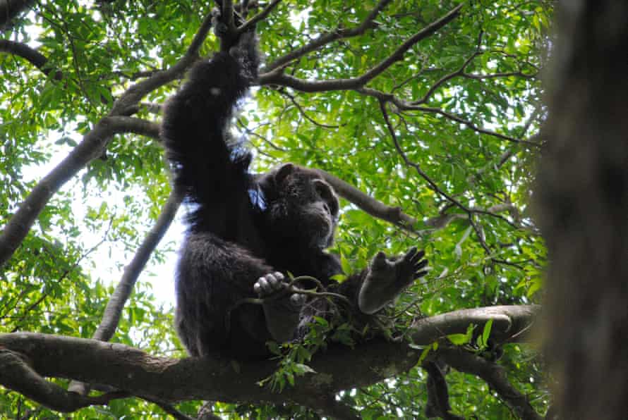 A chimpanzee will use a stick to winkle out a grub from the bark of a tree – Caledonian crows have the same ability