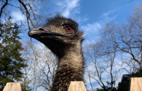 Emu looks over fence