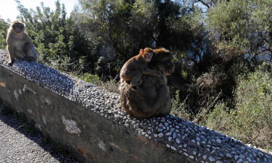 Macaques sitting on a wall at the top of the Rock of Gibraltar