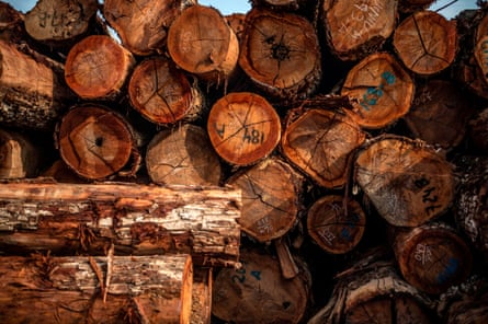 Logs stacked at a sawmill near Puerto Maldonado, Tambopata province, Madre de Dios region, in the Amazon rainforest of southeastern Peru