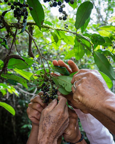 Four hands reach up to pick berries from a tree