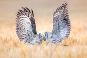 An adult grey owl feeding its young