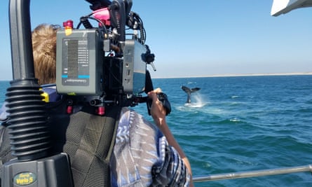 Fluke shot: Tom Mustill films a tail slap.