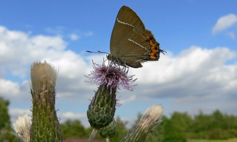 The white-letter hairstreak butterfly