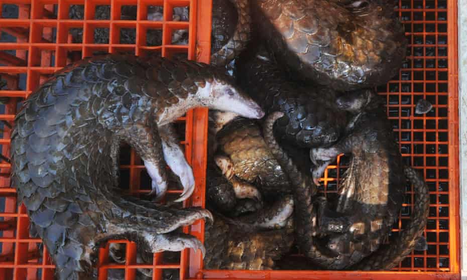 Pangolins seized by authorities in Belawan, Indonesia