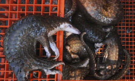 Dead pangolins seized by authorities in Indonesia.