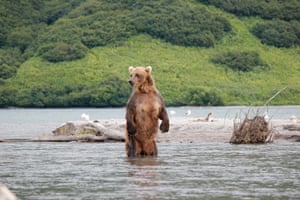 A brown bear looks out at a lake as millions of salmon make their way to spawn into the waters with the bears hungry for the fish at Kurile Lake, Kamchatka Peninsula, Russia. The area has limited human interaction with just 300,000 people in this region of the country