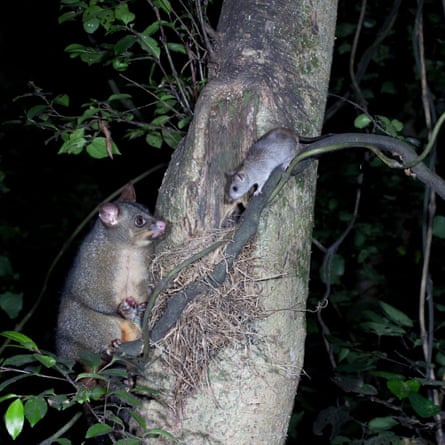A battle between opossums and mice for control of territory in New Zealand