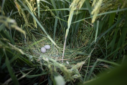 Two white eggs in a bittern nest in a rice field